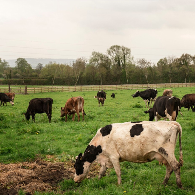 Gıda Tarım ve Hayvancılık  